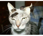 Khi các loài động vật…cưỡi lên lưng nhau