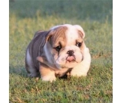 Tròn mắt với những chú chó đắt nhất thế giới